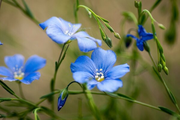 Blue delicate flower in the meadow