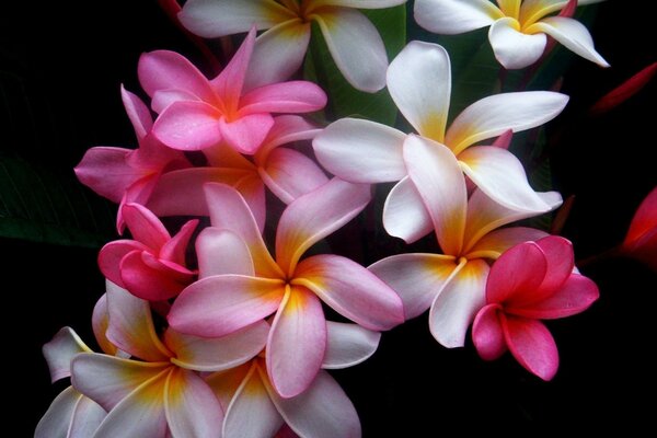 Tropical frangipani flower on a black background