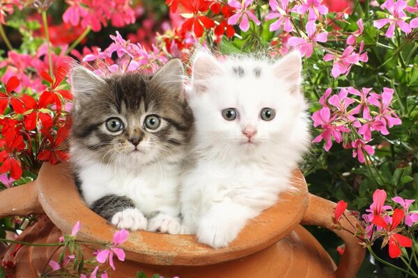 Two cats are sitting in a jug