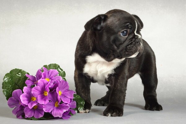 Filhote de cachorro preto fica ao lado de uma violeta