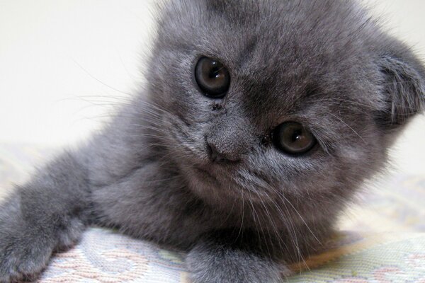 Gatinho cinzento com olhos tristes