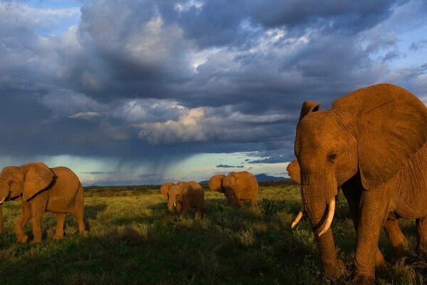 Les éléphants effectuent une traversée de la savane