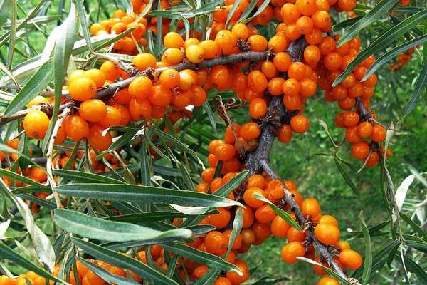 A branch of ripe orange sea buckthorn