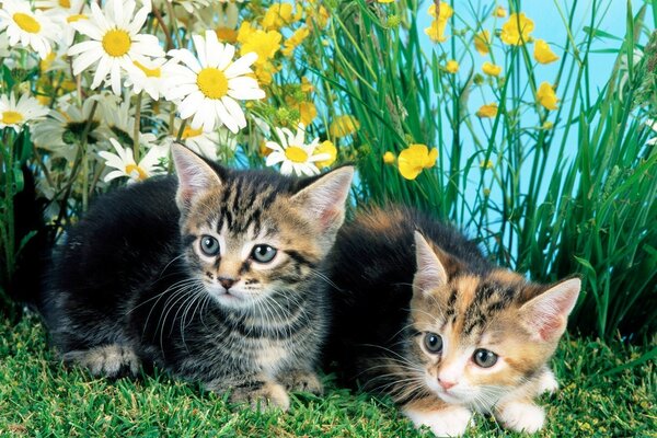 Cute kittens cats pet