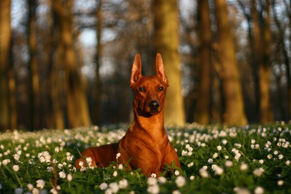 A thoroughbred dog is resting in nature