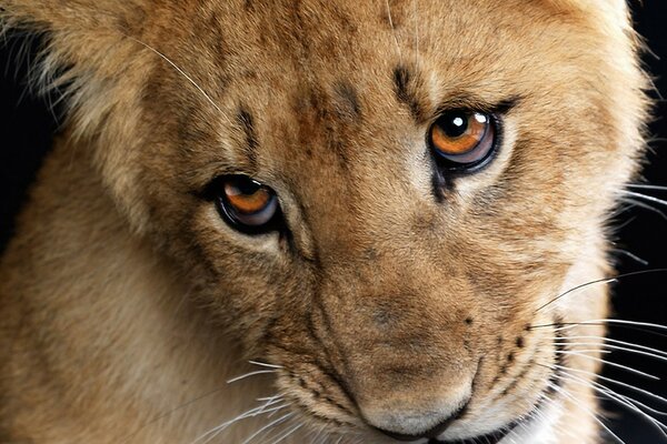 La crédulité enfantine dans le regard du Lion