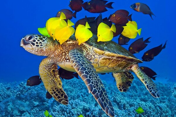 Fische und Schildkröten - immer zur Hilfe kommen