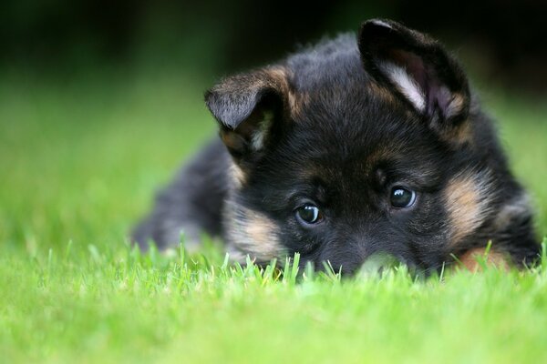 Deutscher Schäferhund-Welpe im Gras