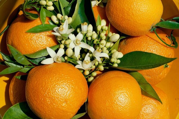 Tangerinas suculentas com flores brancas