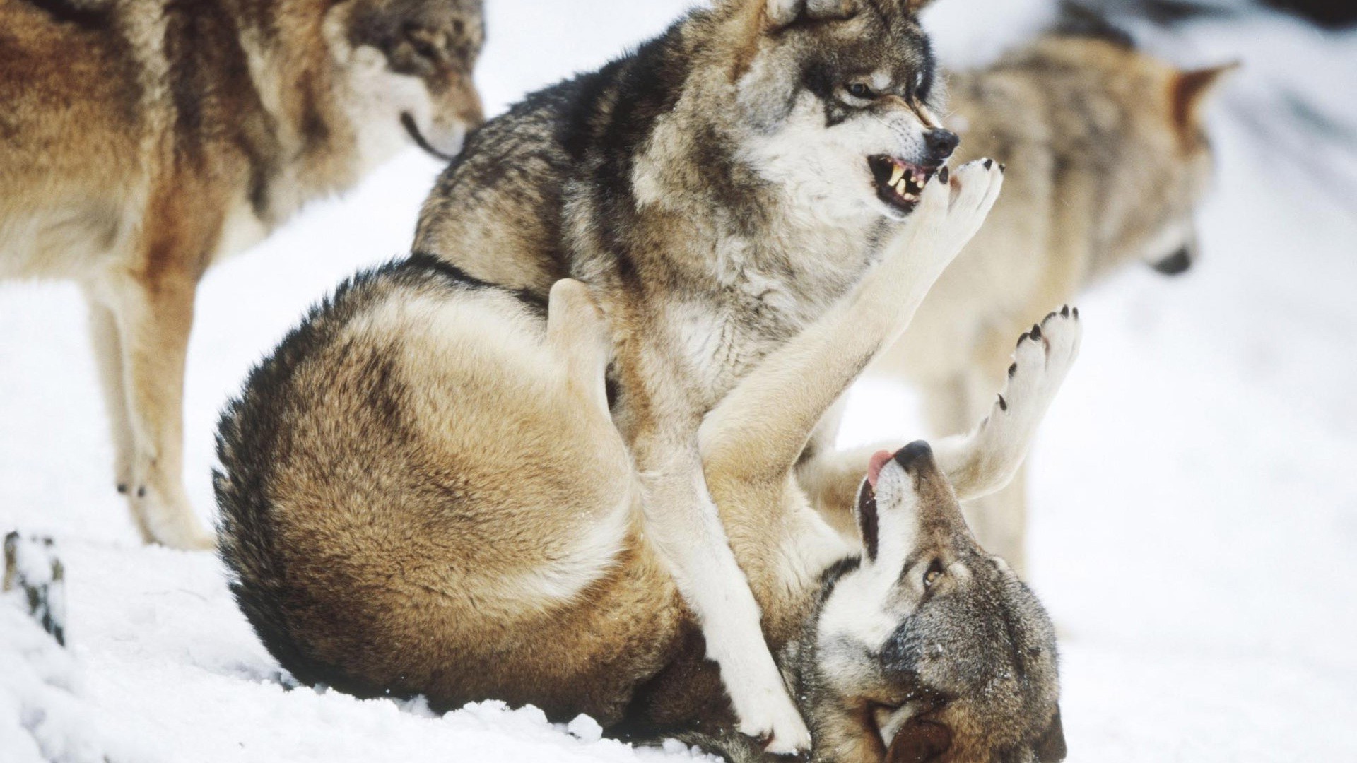 animais mamífero inverno cão animal lobo cinegrafista neve pele vida selvagem natureza fofa cinza frio gelado animal de estimação visualização trenó olho retrato