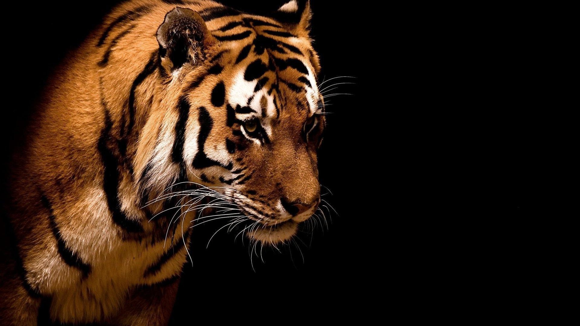 tigres gato tigre vida silvestre depredador mamífero animal agresión zoológico enojado raya retrato piel peligro mirando ojo cazador carnívoro selva safari salvaje