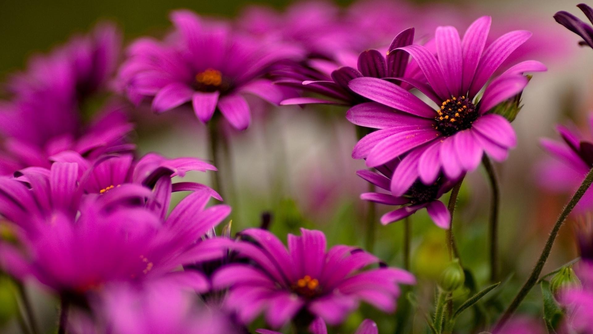 çiçekler doğa çiçek flora bahçe yaz petal çiçek açan yaprak renk çiçek yakın çekim parlak büyüme güzel alan