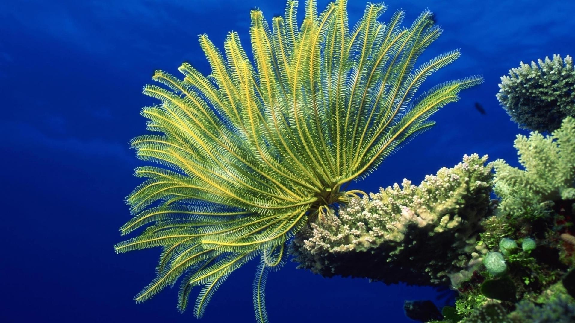 flores debaixo d água oceano mar tropical coral natureza água invertebrados recife cor exóticas paisagem viajar ao ar livre