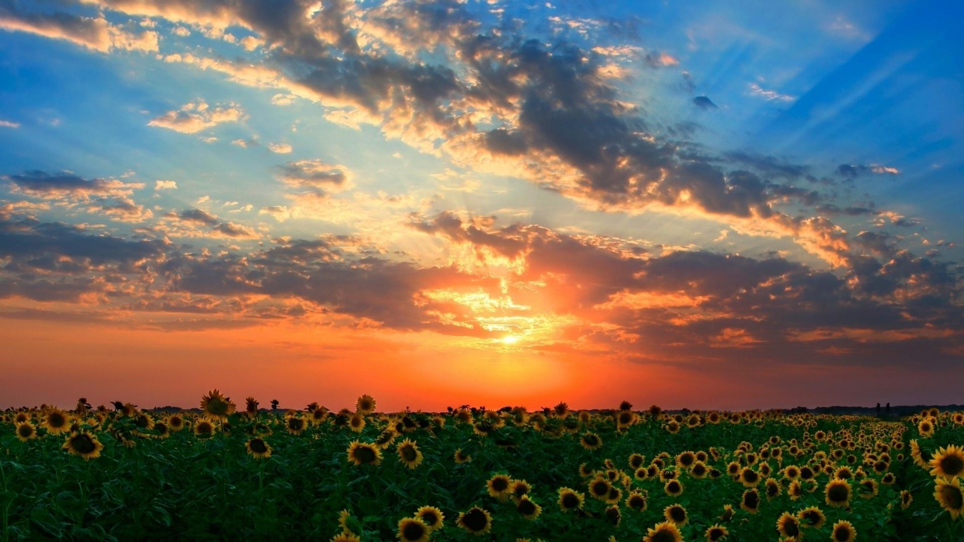 günbatımı ve şafak doğa tarım günbatımı gökyüzü güneş açık havada manzara şafak güzel hava kırsal yaz kırsal alan