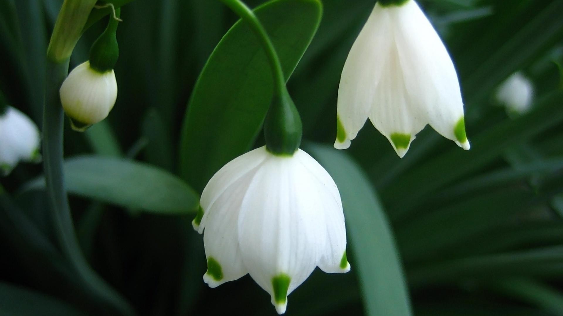 flowers leaf flower nature garden flora outdoors growth