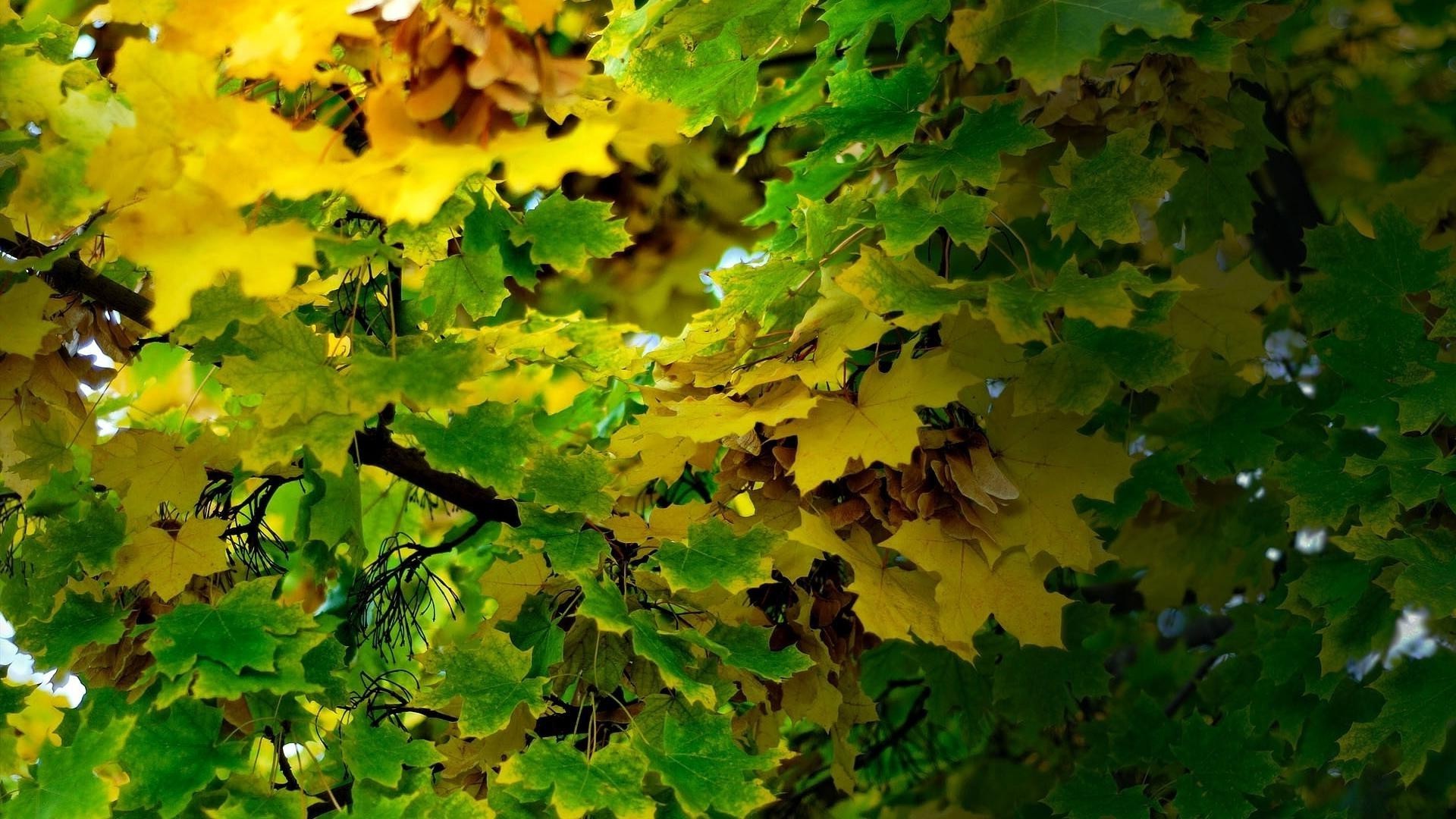 hojas hoja otoño naturaleza brillante crecimiento árbol al aire libre arce flora madera temporada exuberante buen tiempo color sol escritorio rama medio ambiente