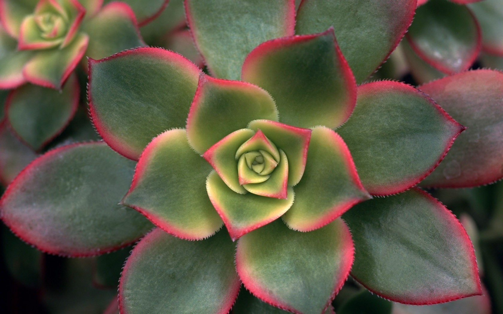 çiçekler etli kaktüs flora omurga doğa yaprak renk etli dikenli masaüstü yakın çekim houseplant bahçe çiçek başak meyve dekorasyon yanında doku