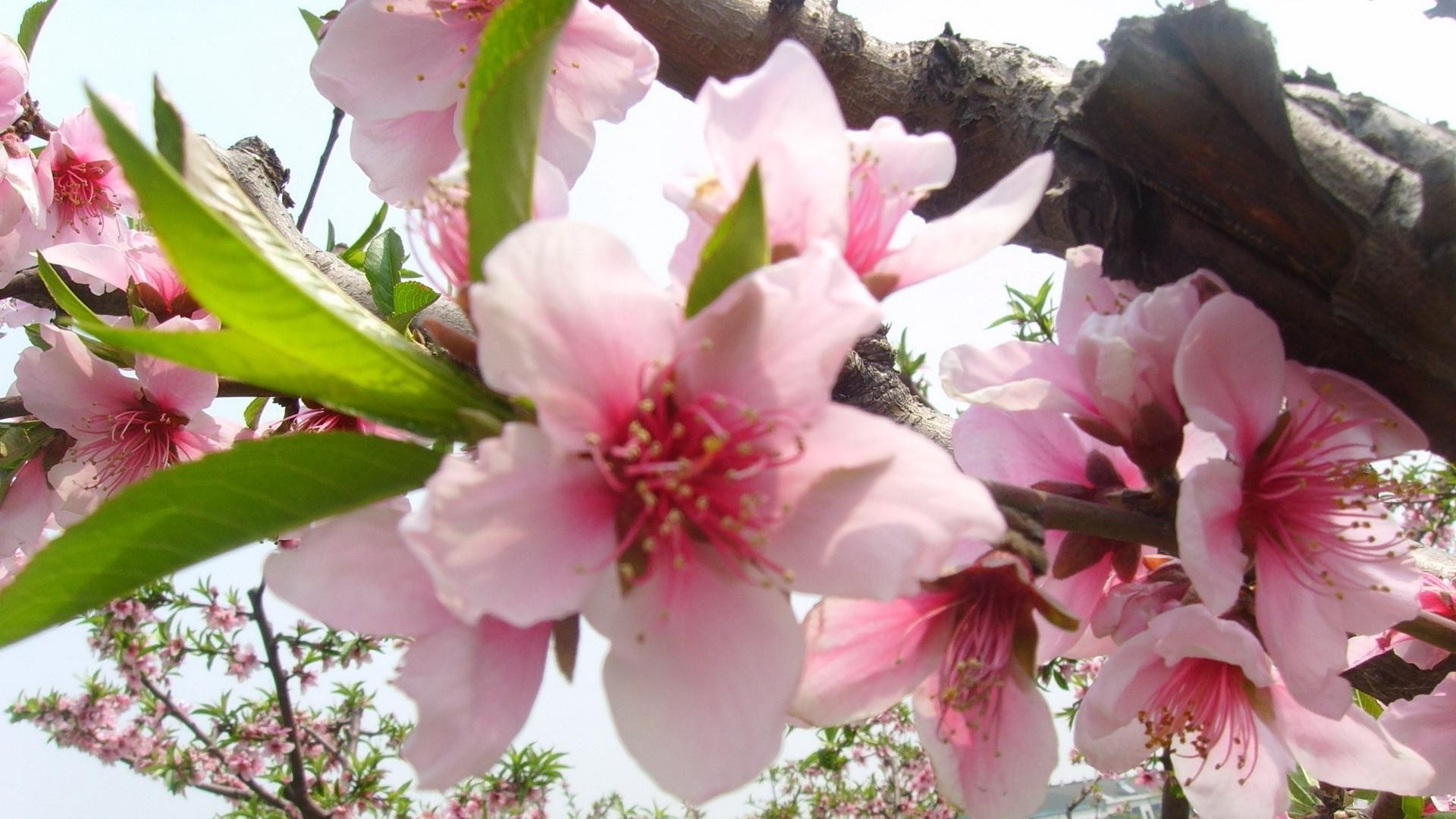 flowers flower nature flora leaf blooming branch garden petal floral tree bud cherry beautiful growth delicate bright season close-up summer