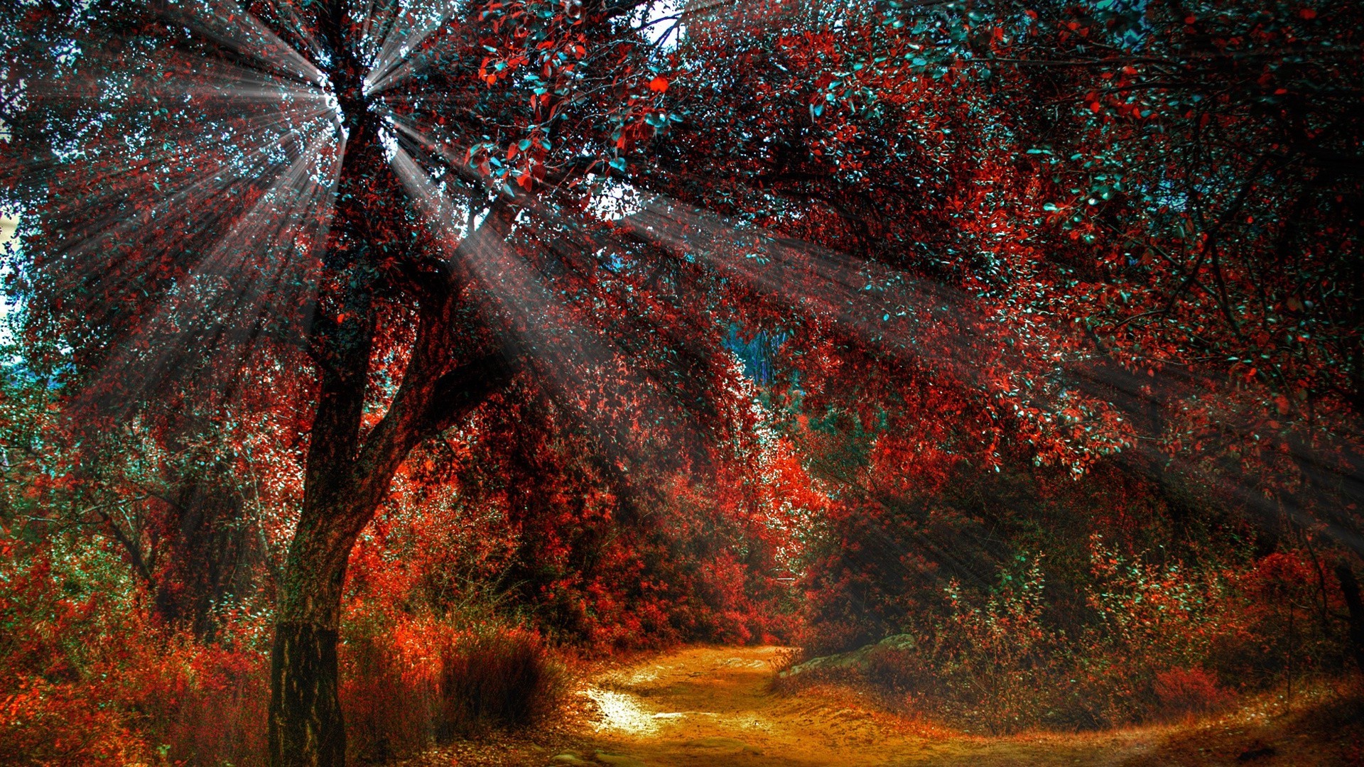 foglie autunno desktop albero astratto struttura foglia arte colore natura paesaggio