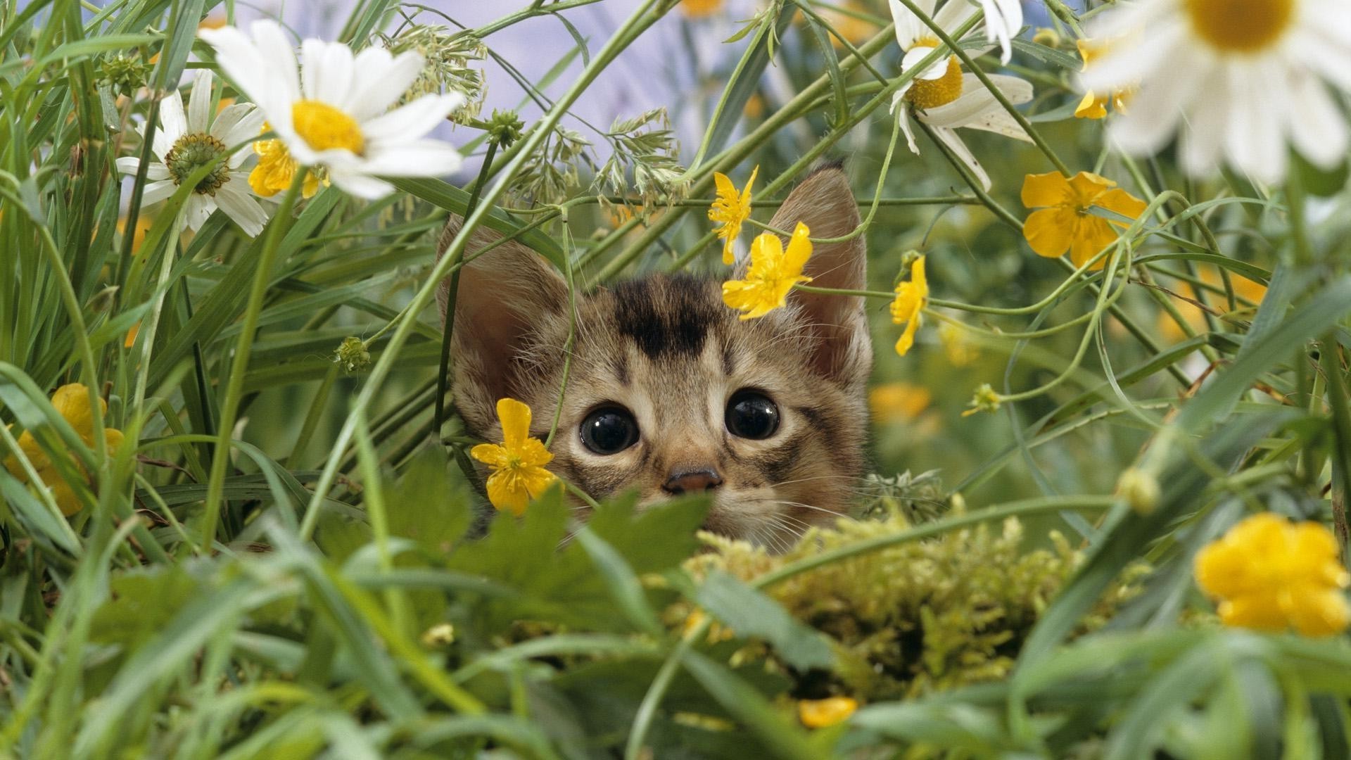 katzen natur blume gras feld sommer heuhaufen wenig flora im freien ostern