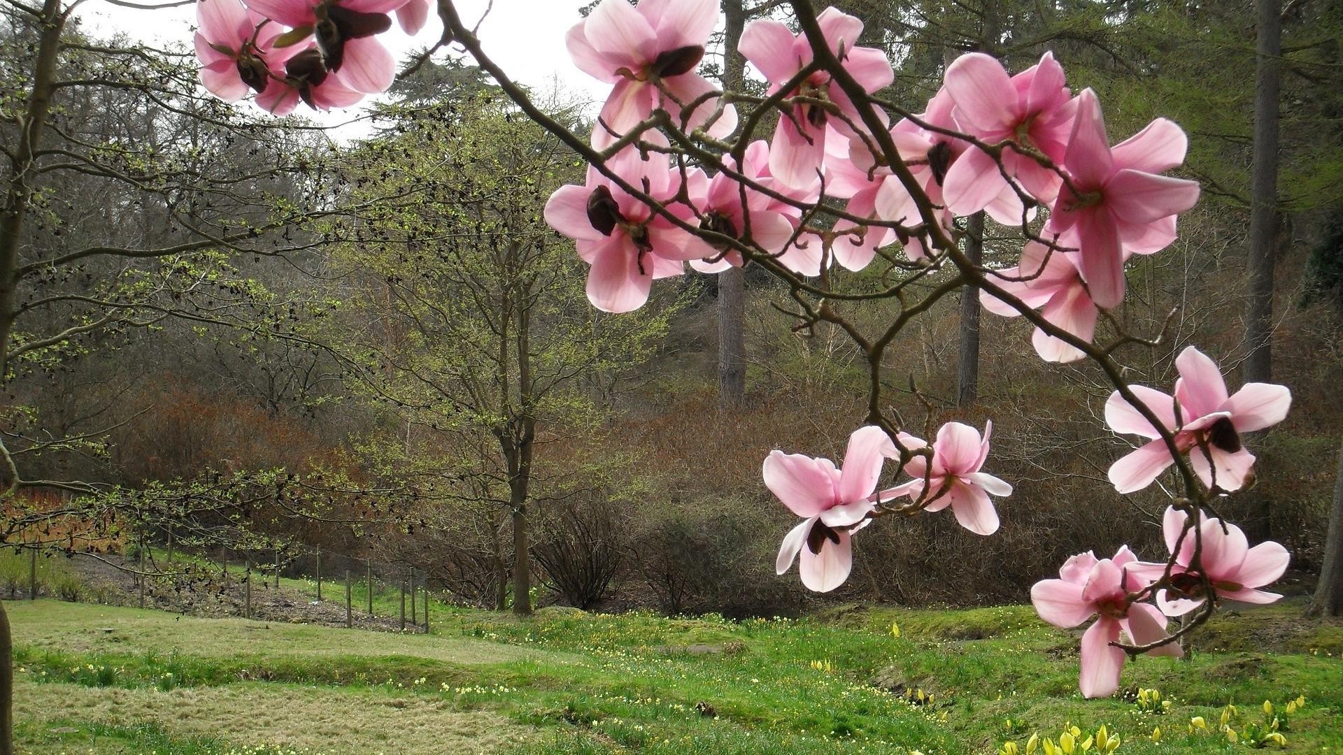 campi prati e valli fiore flora natura giardino albero fioritura estate stagione petalo ramo colore parco foglia all aperto luminoso floreale