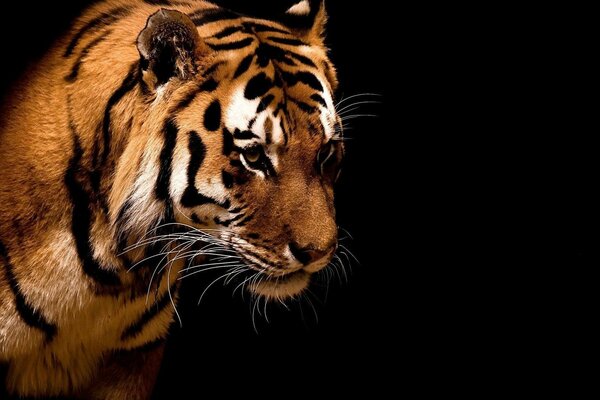 Portrait contrasté d un tigre. Chats de la nature