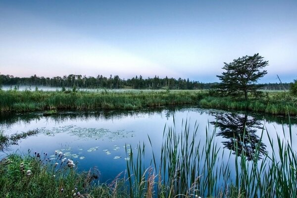 A small beautiful pond and thickets