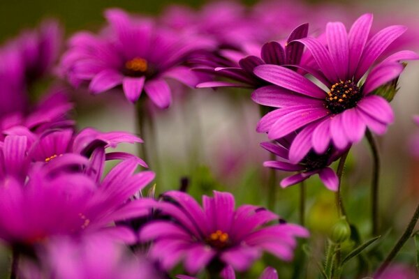 Helle Blumen auf der Wiese