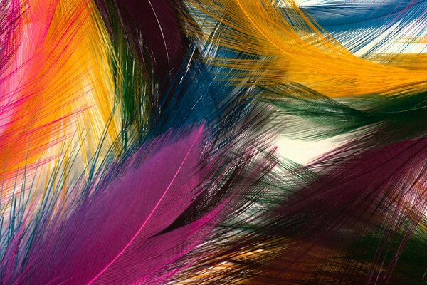 Background of colorful bright feathers