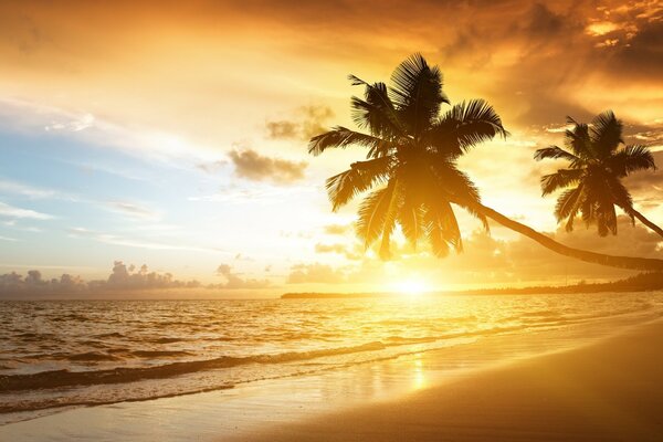 Tramonto sulla spiaggia sabbiosa. Tramonto e palme