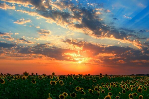 Sunflower in the field at sunset