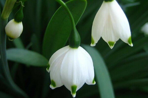 White bells on the background of foliage