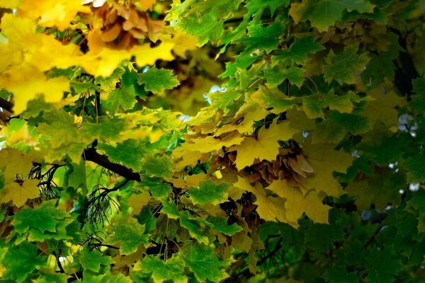 L autunno ha toccato le foglie di acero