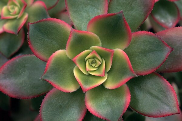 È solo un fiore irreale