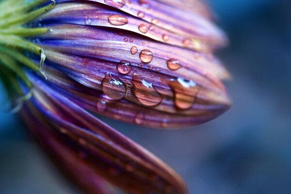 Raindrops dripping from a flower