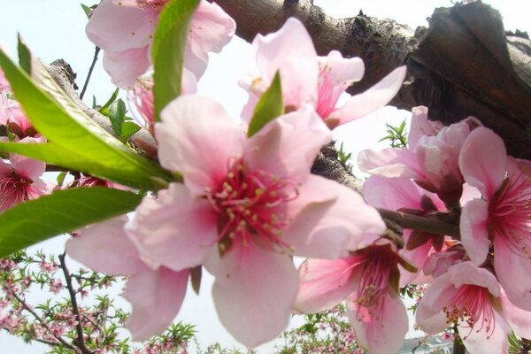 Flora natura foglia e fiore