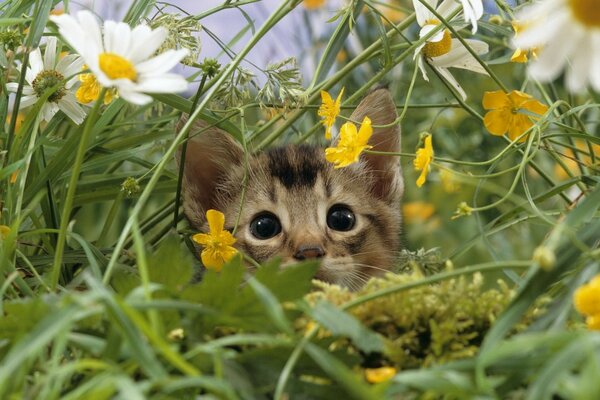 El gatito se escondió en las margaritas