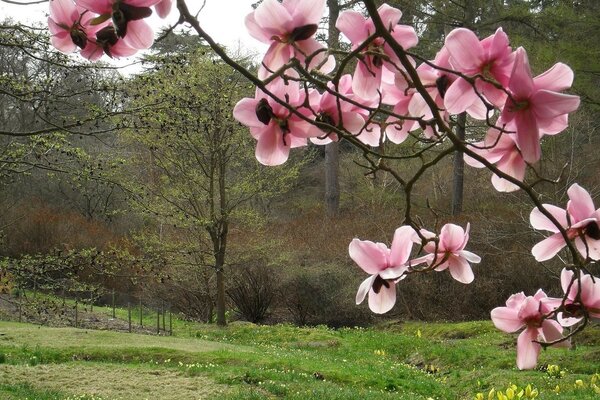 Zweig der rosa Blüten auf dem Hintergrund des grünen Waldes