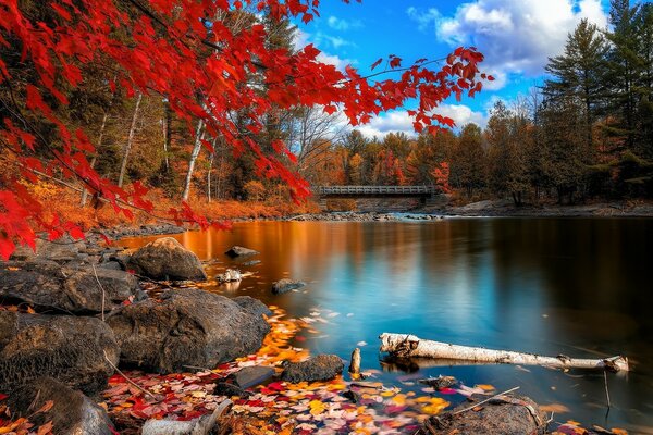 Otoño caída de hojas hermoso paisaje