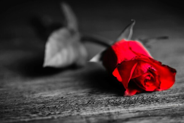 A lonely red rose on a blurry black and white background