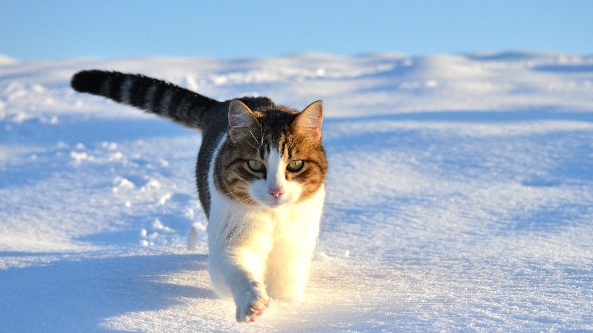 Cat in the snow Phone wallpapers