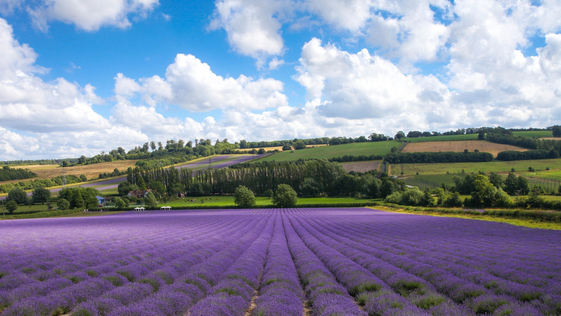 champs prairies et vallées agriculture paysage ferme en plein air fleur nature champ rural été campagne croissance scénique flore arbre terres agricoles ciel terres cultivées sol pâturage