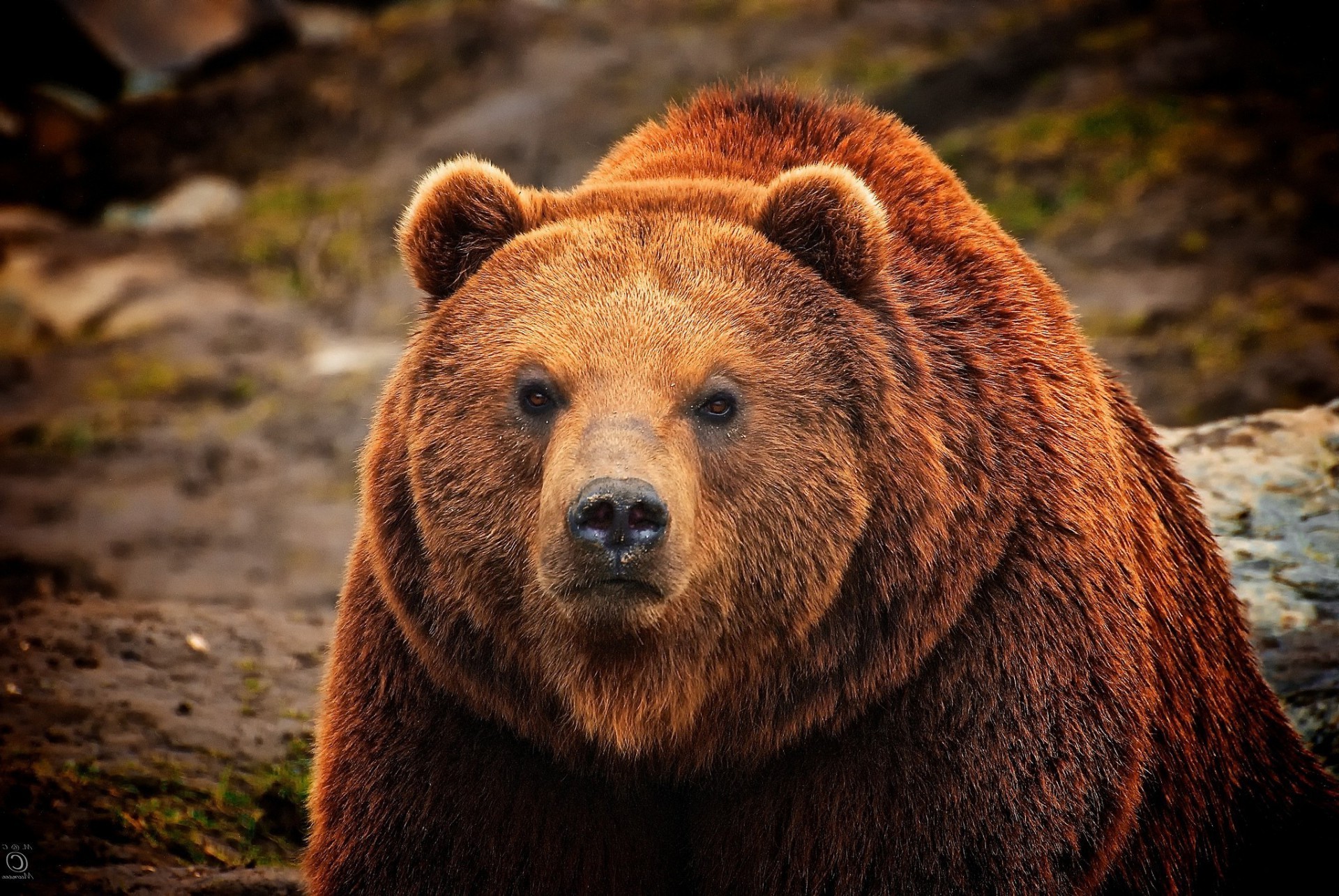 bären tierwelt säugetier natur raubtier wild grizzly fell tier im freien gefahr