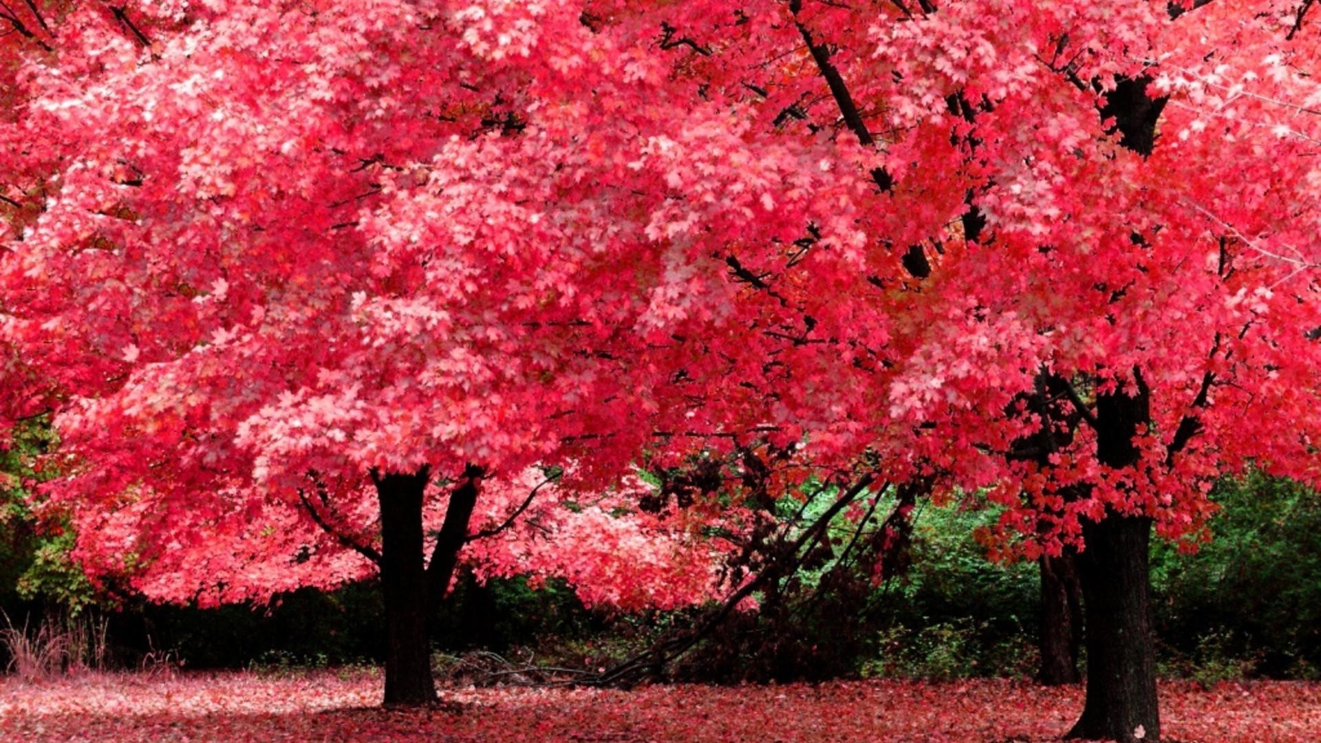 árvores folha natureza árvore ao ar livre estação parque outono flora brilhante jardim ramo flor cor crescimento