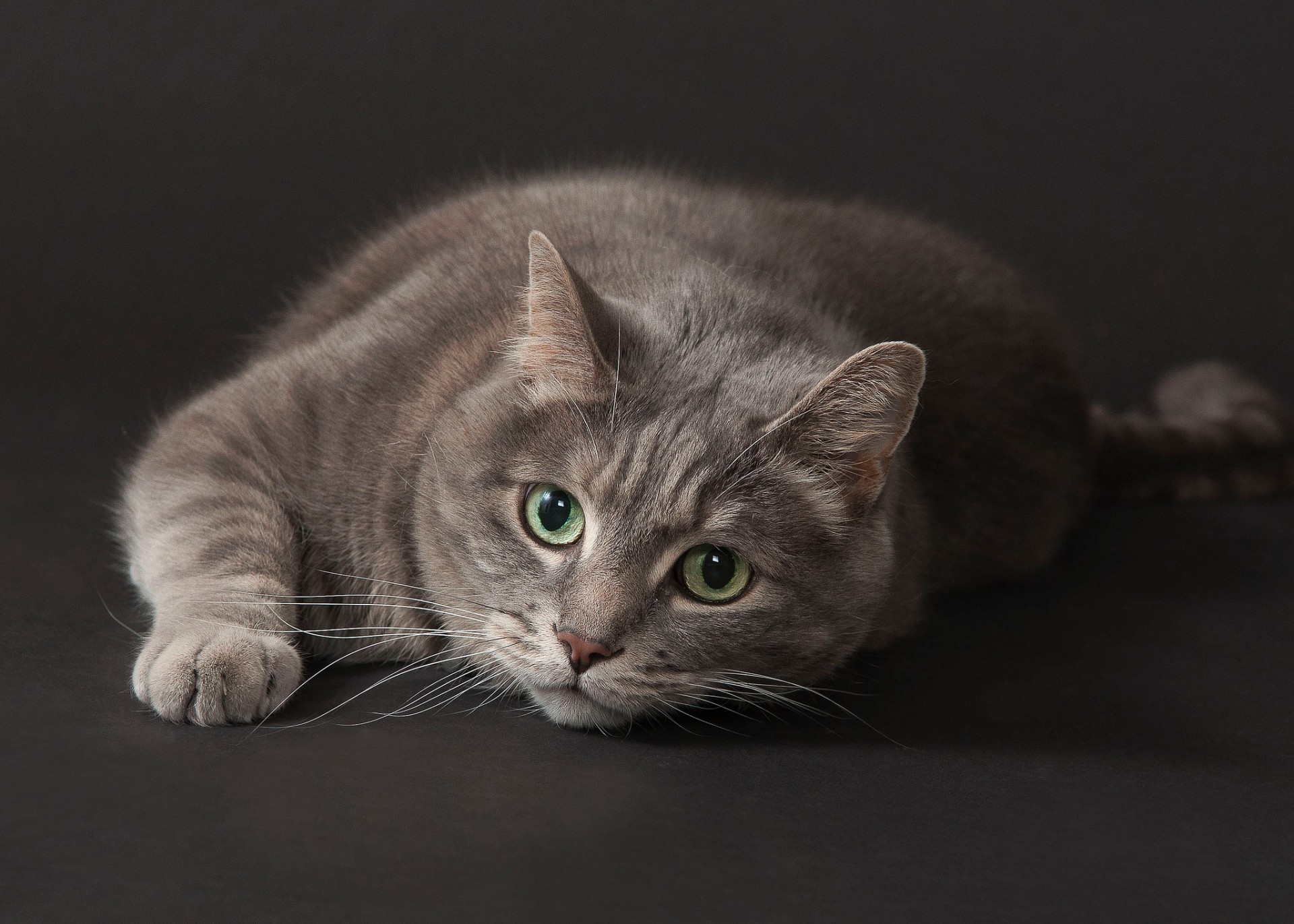 gatti gatto ritratto animale domestico animale occhio carino gattino mammifero singolo pelliccia domestico