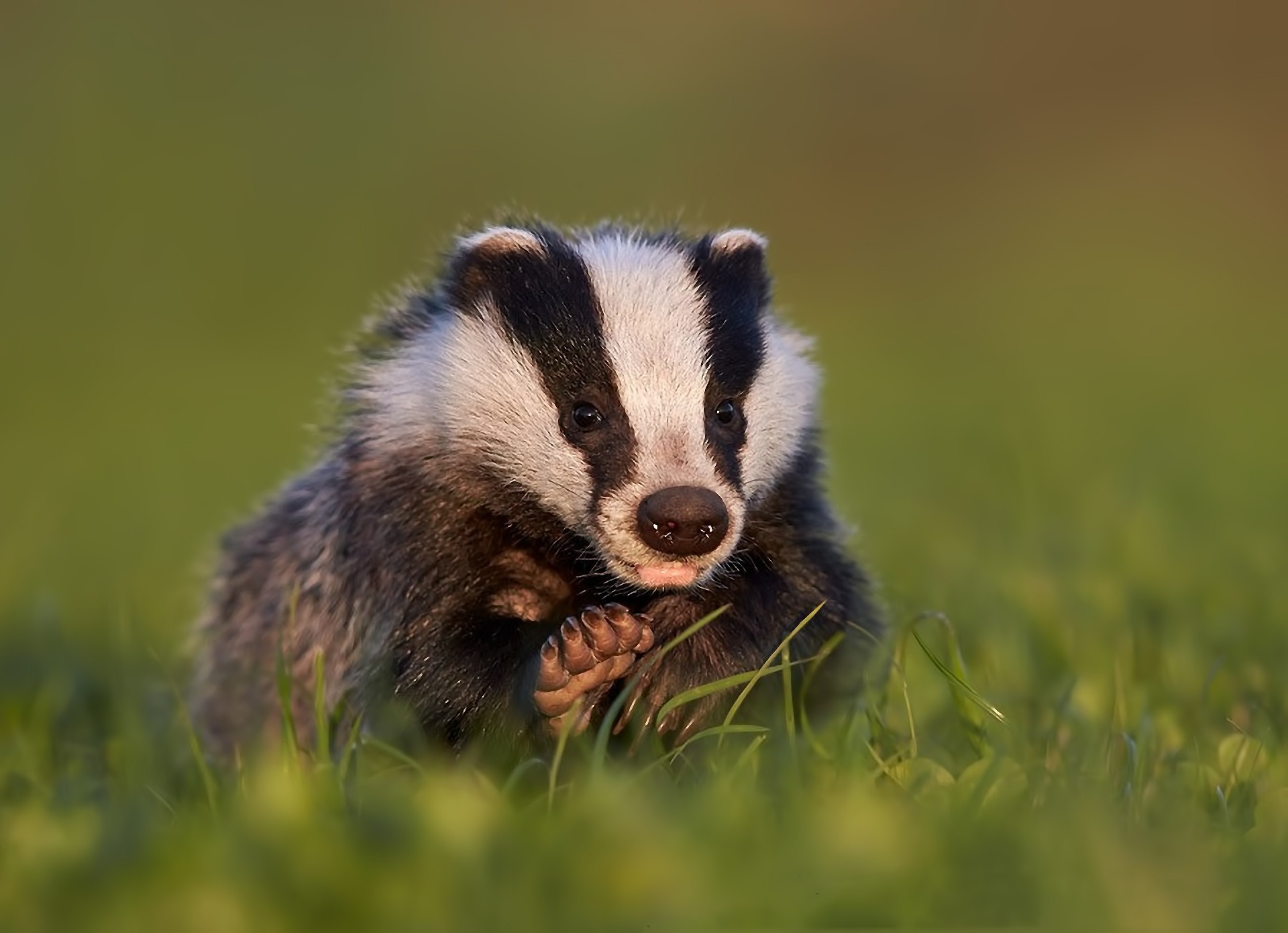 tiere säugetier tierwelt tier natur niedlich gras im freien fell wild wenig