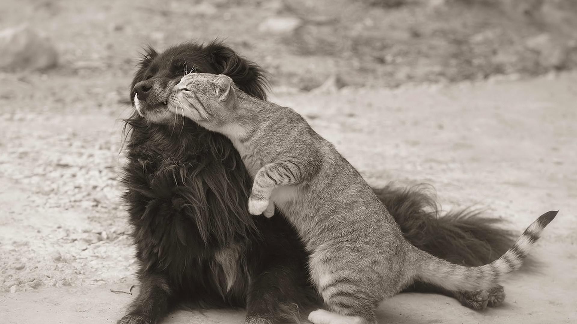 animais gato mamífero solteiro fofa animal retrato pele natureza cabelo animal de estimação dois