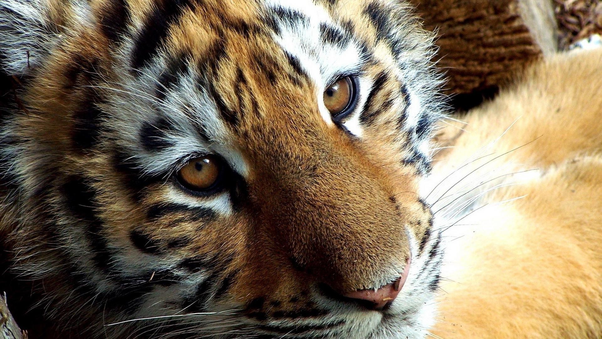 tiger katze tiger tierwelt tier säugetier zoo fell raubtier groß porträt wild jäger fleischesser auge safari streifen suchen sibirisch natur dschungel