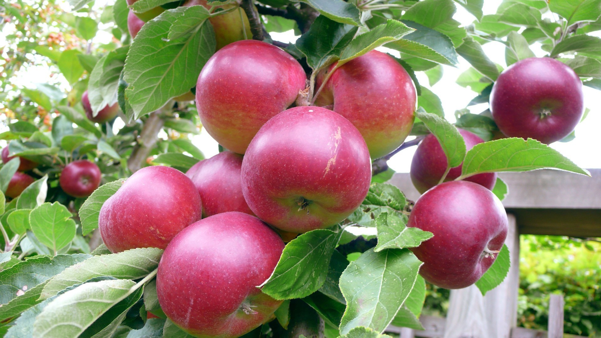 fruits pomme feuille pâturage santé repas juteux nature alimentaire en bonne santé délicieux jardin confiserie régime alimentaire été agriculture vitamine fraîcheur jus