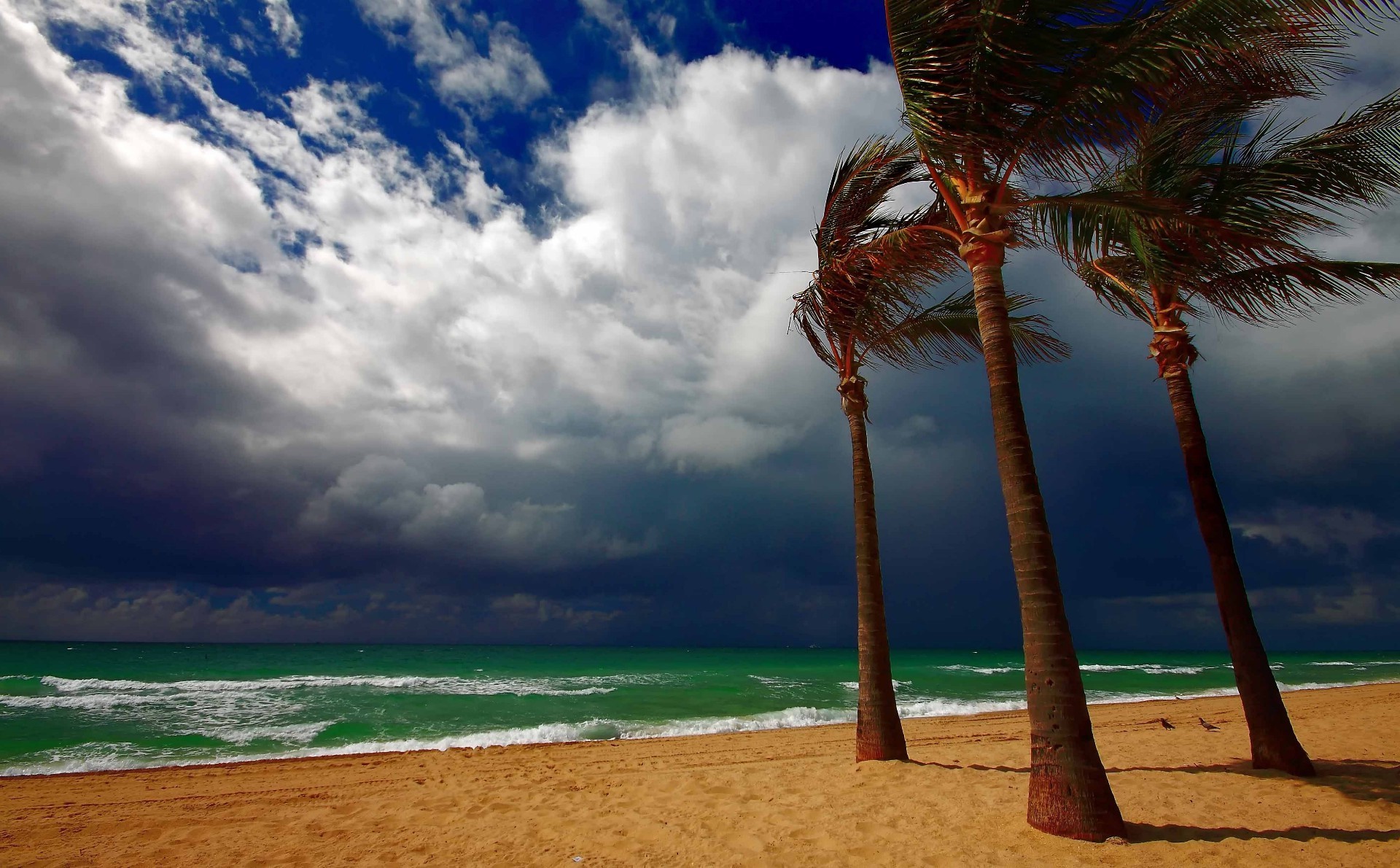 palm trees and tropical beach sand water ocean tropical seashore travel sun island seascape sea summer surf sky exotic idyllic resort bay fair weather